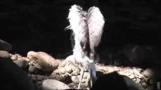 Denver Zoo Spur-Winged Plover Family Grows