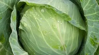 Corn & Cabbage Cultivation Farm‼️🥦🥬 🌽 🇯🇲🇯🇲🇯🇲