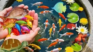 Best Catch Strange Ornamental Green Fish, Betta Fish, Glow Fish And German Blue Ram I CatFishing