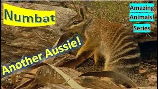 Numbat facts 🦫 Noombat 🦫 Walpurti 🦫 faunal emblem of Western Australia 🇦🇺