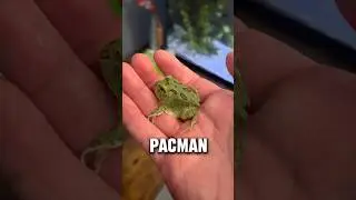This Frog Eats Mice&hellip;..
