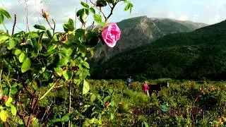 Alteya Organics - Rose Harvest