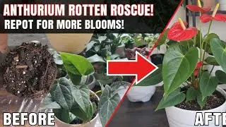 ​🚨 ANTHURIUM ROOT ROT RESCUE! 🚨 The Repotting Secret to Non-Stop Flowers! ​#Anthurium #viralvideo 