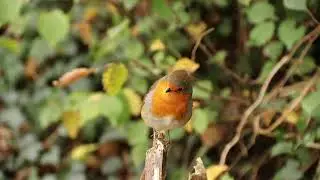 First day of autumn in Royal Military Canal