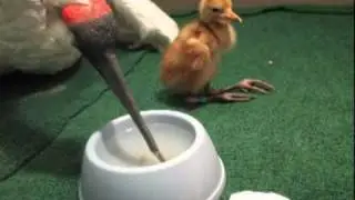 ICF's Breeding and Reintroduction Program, Part 3: Raising Crane Chicks