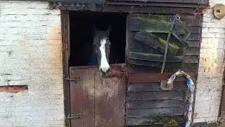 Raven Ruby My Pony update and Grooming 15th of November 2024.
