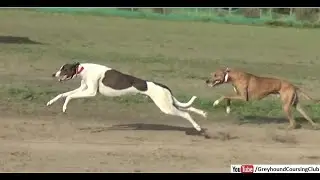 drag race of greyhounds | dog tracker | greyhound race 2021