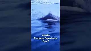Dall Porpoises Join Us Again: Day 2 of a Majestic Encounter!