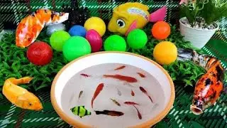 Catch beautiful aquarium fish in small pond: baby turtles, eels, iguana, cute fish, tadpoles, nemo