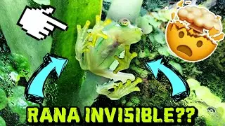 A estas ranas se le ven sus órganos y el latido de su corazón 💚 (Rana Cristal)  | AQUA RC |