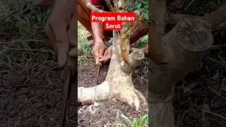 Program Bonsai Serut #bonsai #bonsaitree #tutorialbonsai #bahanbonsaiserut
