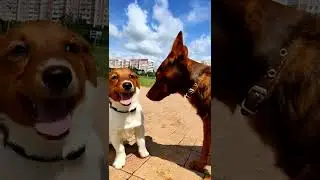 У меня есть канал #tiktok tiktok.com/@pixcinema #dog #funny #viral #video #freefire #fyp