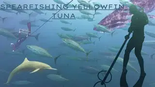 Spearfishing Yellowfin Tuna Costa Rica w/ Deep Republic