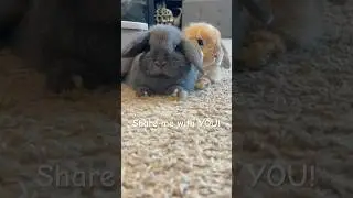 I am NOT your bunny #shorts