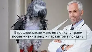 Попугай Жако  Интелект как у 3 х летнего ребенка