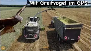 Mit Greifvogel im GPS! Lohnauftrag 300ha Roggen für die Biogasanlage häckseln LU Dömling Jaguar 980
