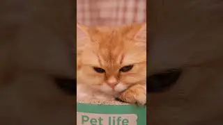 Real Cat Purring Real Relax Real ASMR #CatPurring #RelaxingCatSounds #SleepAidASMR