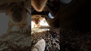 Cat with camera escapes from group of dangerous dogs
