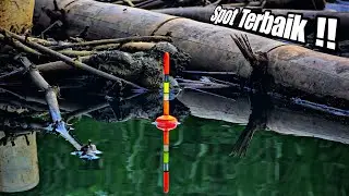 Seperti Keajaiban..!! Tumpukan Bambu Di Huni Puluhan Ikan Babon.. Auto Panen.!