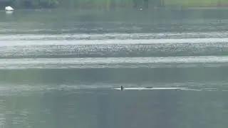 Otter Loch Gelly 11/06/2023
