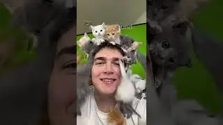 🥩❤️🐱