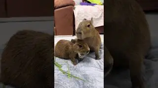 Meet the Cutest Baby Capybara Ever🥰🐹#capybara #animal #shorts