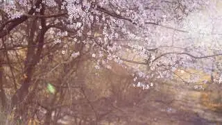 Beautiful cheery blossom | Falling petals in the wind | Flowers moving in wind | nature with me