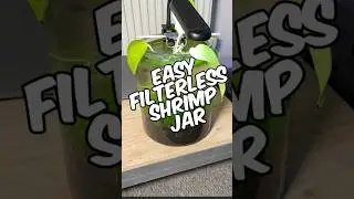 Как сделать банку для креветок Cherry Shrimp без фильтра! (Банка для креветок Neocaridina по мето...