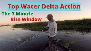 Top Water Delta Action. The 7 Minute Bite Window.