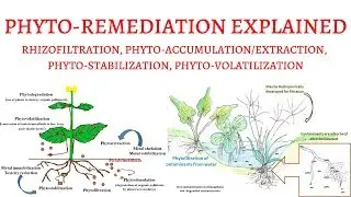 What is PhytoRemediation ? (Rhizofiltration, Phyto-Extraction/Volatilization/Stabilization)