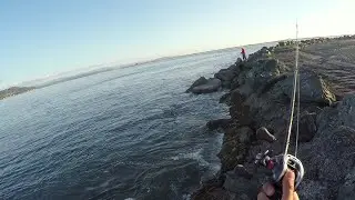 Turned Into a Jetty Rat Fishing the Humboldt Bay