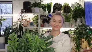 🍀ОБЗОР НОВИНОК КОМНАТНЫХ РАСТЕНИЙ🍀
