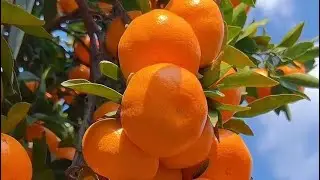 Suntala kinna jadai ghau gharmaa