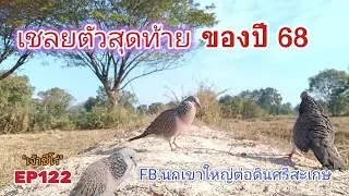 นกเขาใหญ่ต่อดิน 
