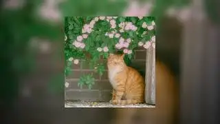 BANNERS - Someone to You (Slowed + Ultra reverb)