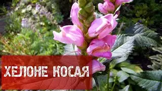 ХЕЛОНЕ КОСАЯ
