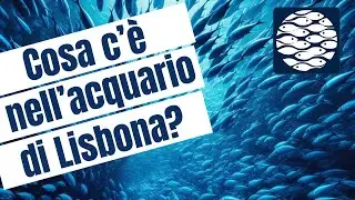 Cosa Vedere all'Oceanario di Lisbona? Visita Uno dei Più Grandi Acquari del Mondo | Maggio 2024