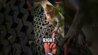Watch This Monkey's INSTANT Karma Payback!