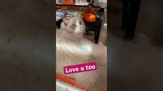 Ok u sleep now #cat #highlights @prayerstodayofficial @viralshorts8950 @MrBeast #funny