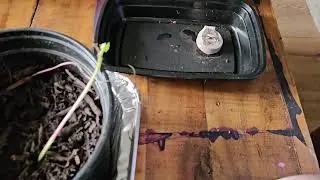 Preparing peat pellets to grow seedlings
