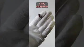 Кольцо маленького дьяволенка #обзор