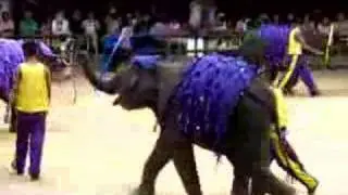Elephant twirls hula hoops