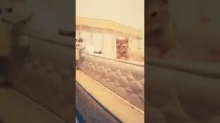 #orangefam  bandit and yeropa they are both 2months old TNX for ninty subscribers