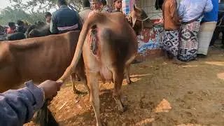 January 14, 2026 || গাভিন গরুর ভিডিও দাম দর সহ। সোনাইচন্ডী হাট চাপাইনবয়াবগঞ্জ জেলা || 