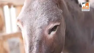 Virtual Archive of Draft Animals in the 21st century: The Brooke East Africa