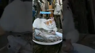 #cat wants to eat fish.funny reaction.#shorts#subscribe
