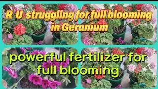 Full care of geranium#powerful fertilizer for geranium for full blooming/informative video