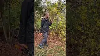How To Prune An Overgrown Forsythia