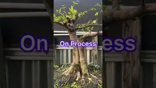 Bonsai Tree Branch Formation Process