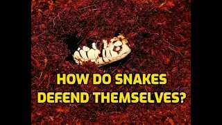 How Do Snakes Defend Themselves?